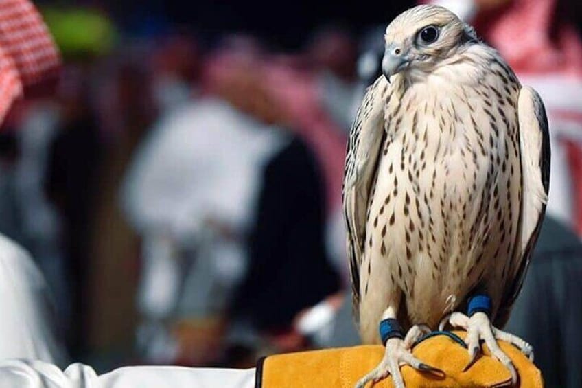 Falcon Hospital Tour