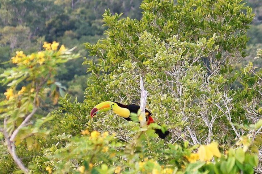 Visit El Mirador & Its Monumental Pyramids - Tour On Helicopter From Flores