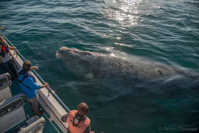 Picture 9 for Activity Knysna: Close Encounter Whale Watching Tour by Boat