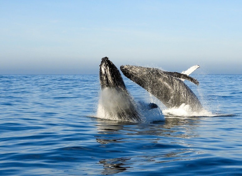 Picture 2 for Activity Knysna: Close Encounter Whale Watching Tour by Boat