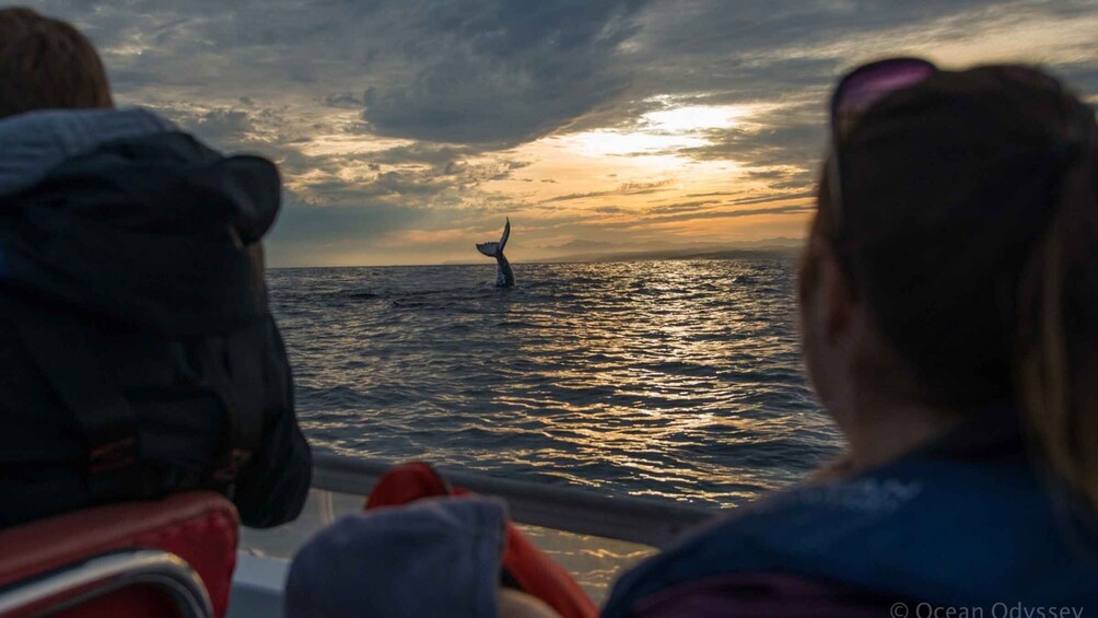 Picture 7 for Activity Knysna: Close Encounter Whale Watching Tour by Boat