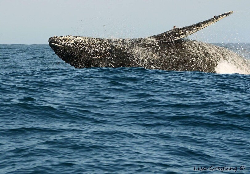 Picture 9 for Activity Knysna: Close Encounter Whale Watching Tour by Boat