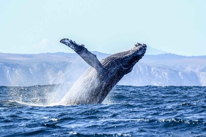 Knysna: Close Encounter Whale Watching Tour mit dem Boot