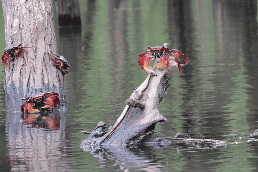 Picture 2 for Activity Paraty Bay: Half-Day Mangroves and Beaches Tour by Kayak