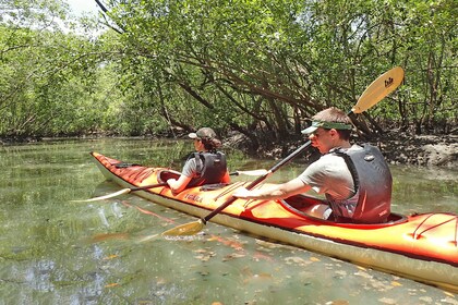 Paraty Bay: Half-Day Mangroves and Beaches Tour by Kayak