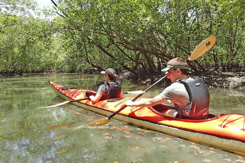 Paraty Bay: Half-Day Mangroves and Beaches Tour by Kayak