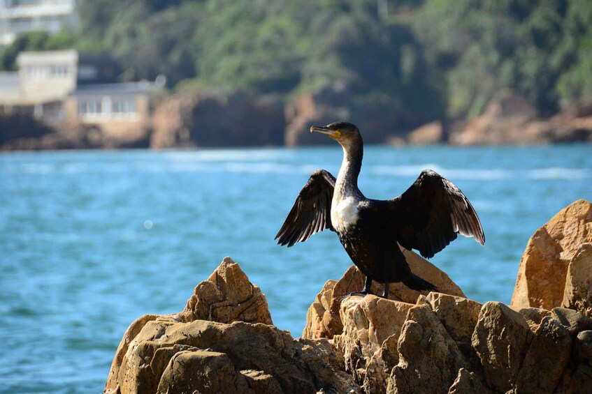 Picture 5 for Activity Knysna Heads and Estuary Adventure