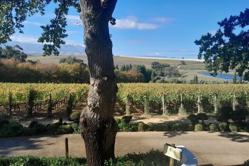 Stellenbosch, Franschhoek & Paarl 5 Wine Tasting Tour small group