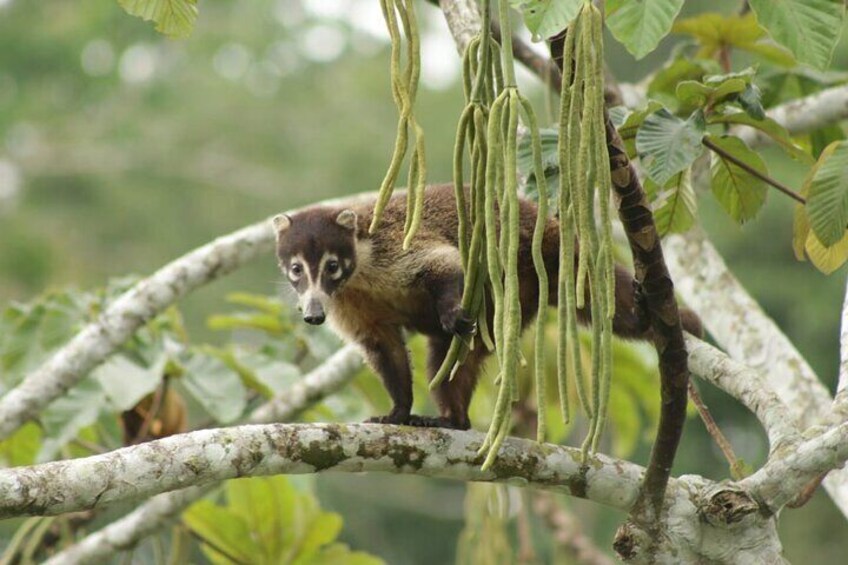 Safari Tour along the Peñas Blancas River