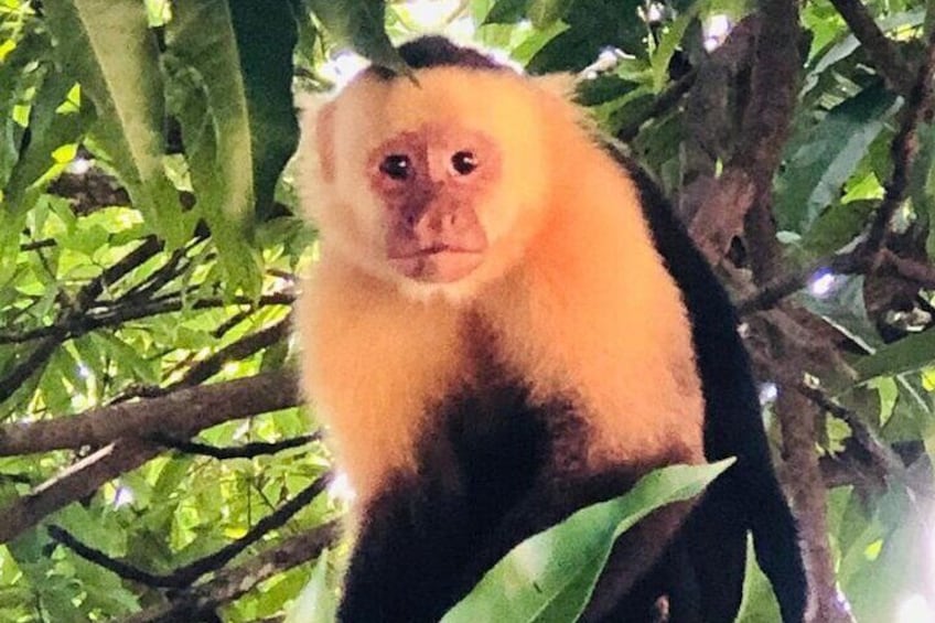 Safari Tour along the Peñas Blancas River