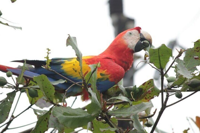 Safari Tour along the Peñas Blancas River