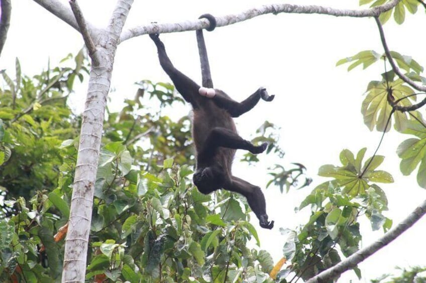 Safari Tour along the Peñas Blancas River