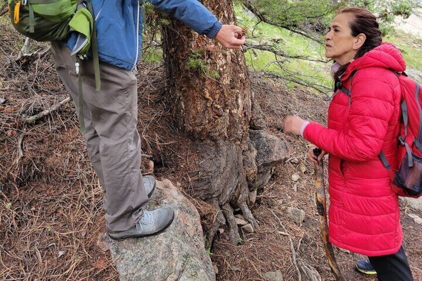 Rocky Mountain National Park Half Day Hike