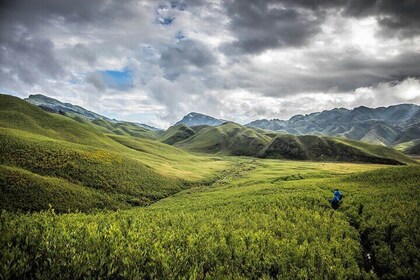 4 Day Tour at Nagaland Dzukou Valley