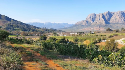 Stellenbosch: caminata guiada por los viñedos y degustación de vinos