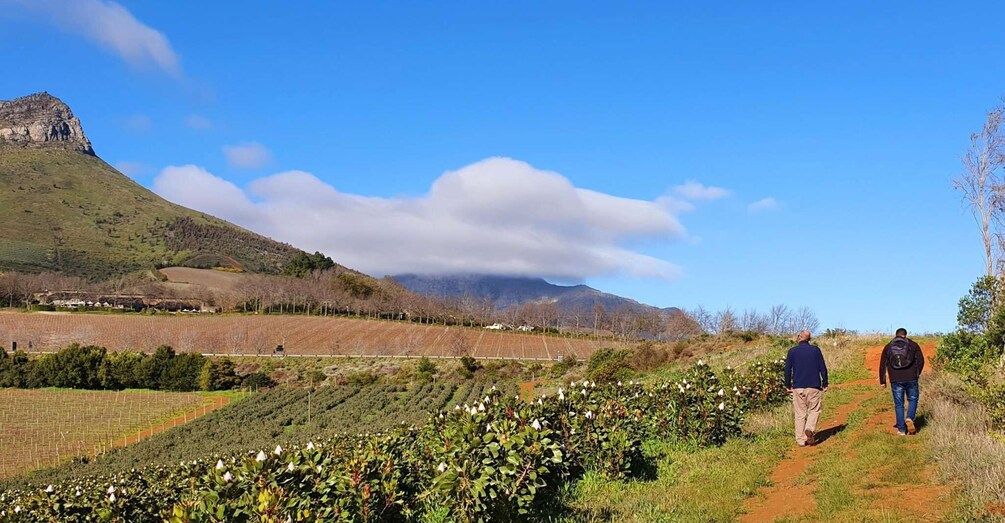 Picture 3 for Activity Stellenbosch: Guided Vineyard Hike and Wine Tasting