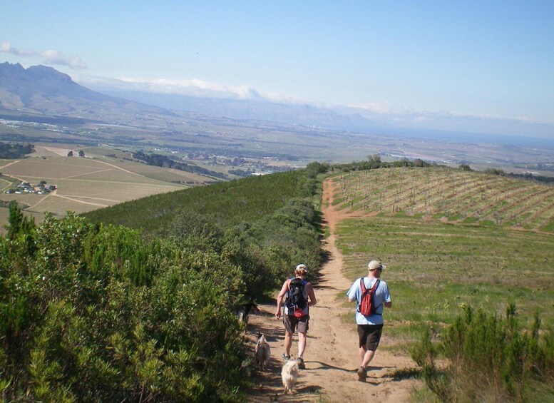Picture 2 for Activity Stellenbosch: Guided Vineyard Hike and Wine Tasting
