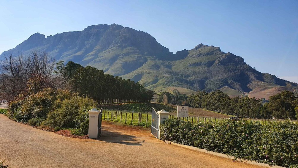 Picture 1 for Activity Stellenbosch: Guided Vineyard Hike and Wine Tasting