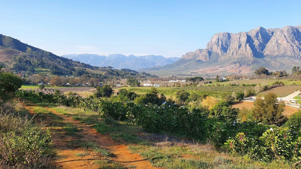 Stellenbosch: Guided Vineyard Hike and Wine Tasting