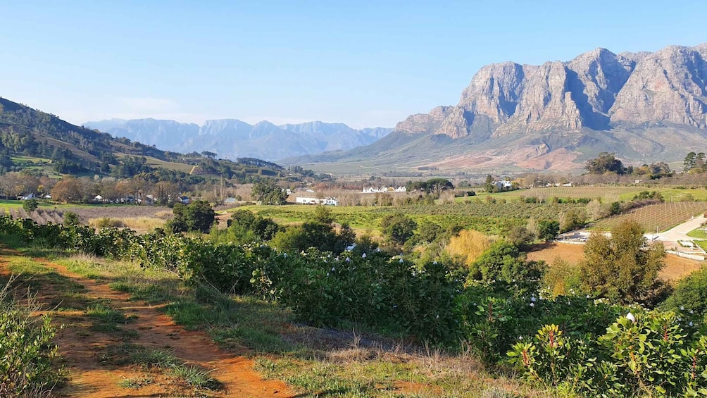 Stellenbosch: Guided Vineyard Hike and Wine Tasting