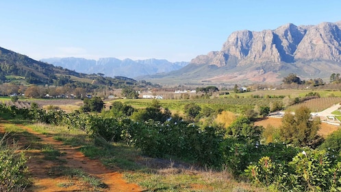Stellenbosch: Wijngaardwandeling met gids en wijnproeverij
