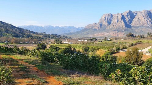 Stellenbosch: Geführte Weinbergswanderung und Weinverkostung