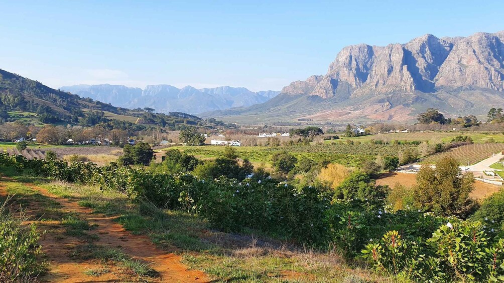 Stellenbosch: Guided Vineyard Hike and Wine Tasting