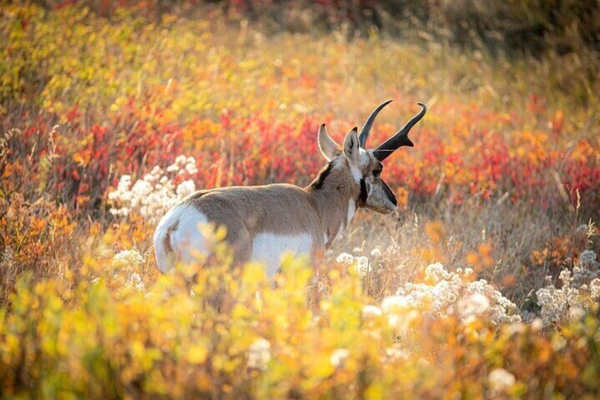 North American Antelope - Pronghorn