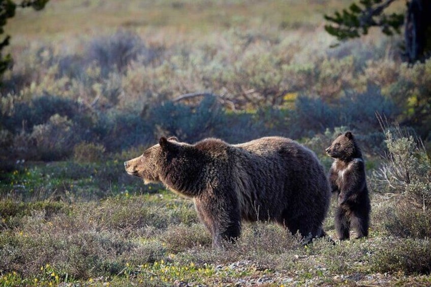 Grizzly Bear and Cub
