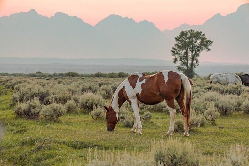 Dude Ranch Horse