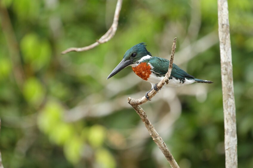 Caño Negro Wildlife Safari boat tour on Rio Frio