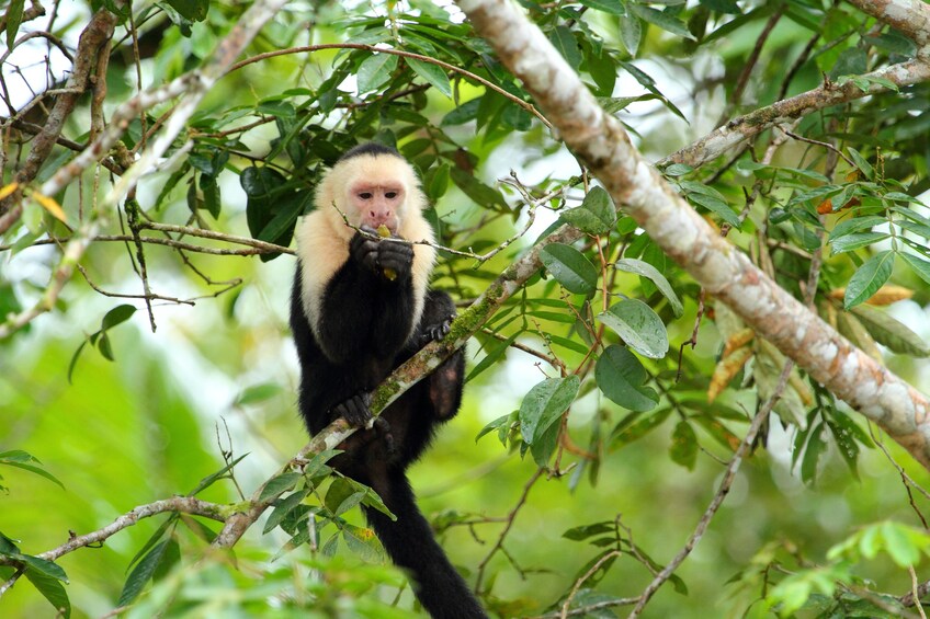 Monkey in a tree