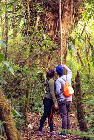 Cloud Forest Hike at Juan Castro Blanco National Park