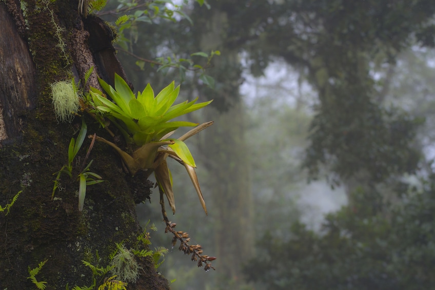 Cloud Forest Hike at Juan Castro Blanco National Park