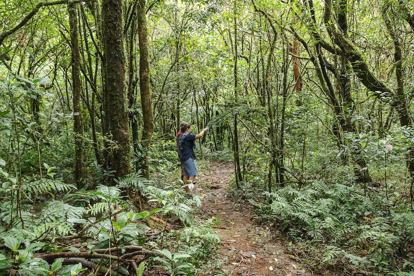 Cloud Forest Hike at Juan Castro Blanco National Park