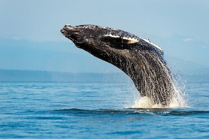 Sydney Whale Watching Adventure Cruise