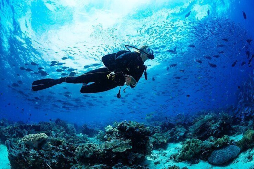 Diving experience in Polignano a Mare with certification