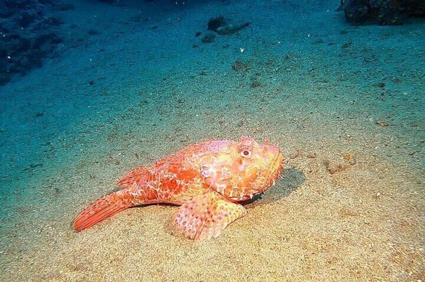 Diving experience in Polignano a Mare with certification