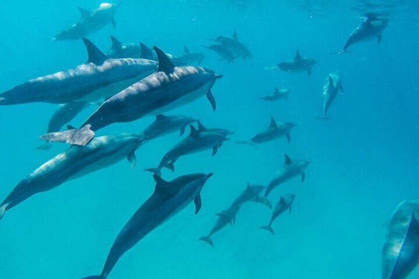 Private Dolphin Watching from the North Of Mauritius 