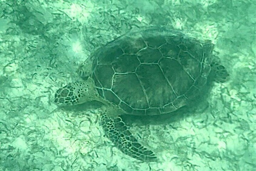 Temples in Tulum, Akumal Turtle Snorkeling and Dining Included