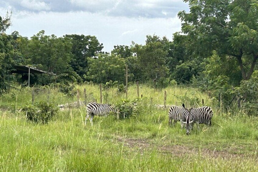 Zebras