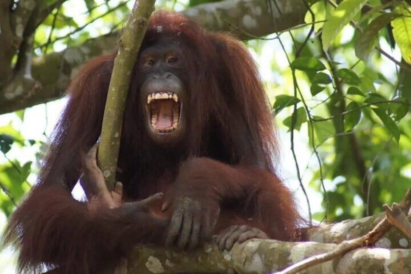 ORANG UTAN