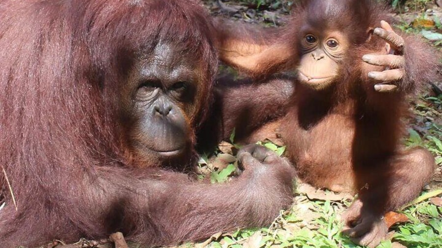 Orang Utan and baby