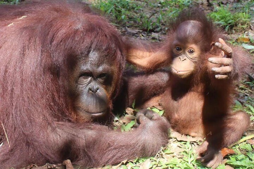 Orang Utan and baby