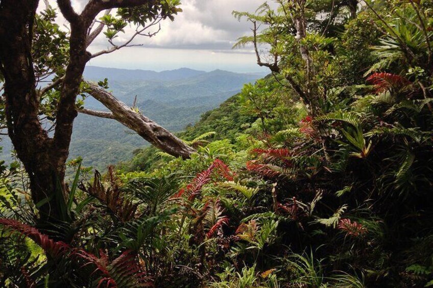 A view from Mt Tomaniivi, Fiji's highest mountain