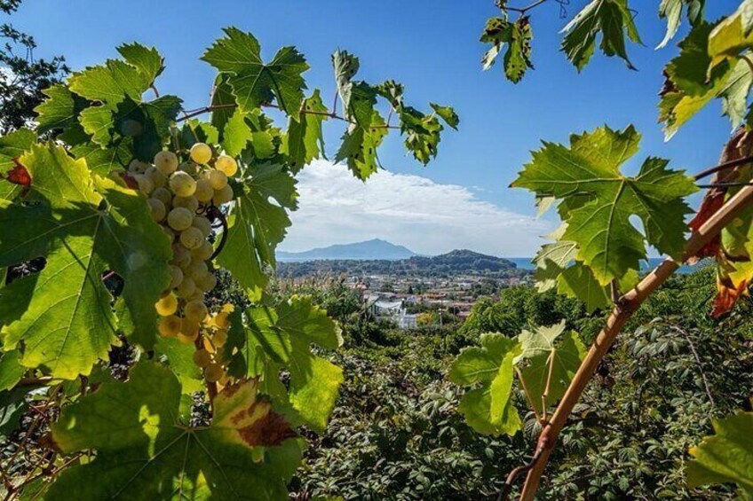 View of winery