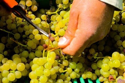Experiencia del vino y recorrido por el Valle de Los Santos desde San José