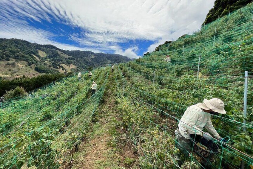 Copey Estate Vineyard