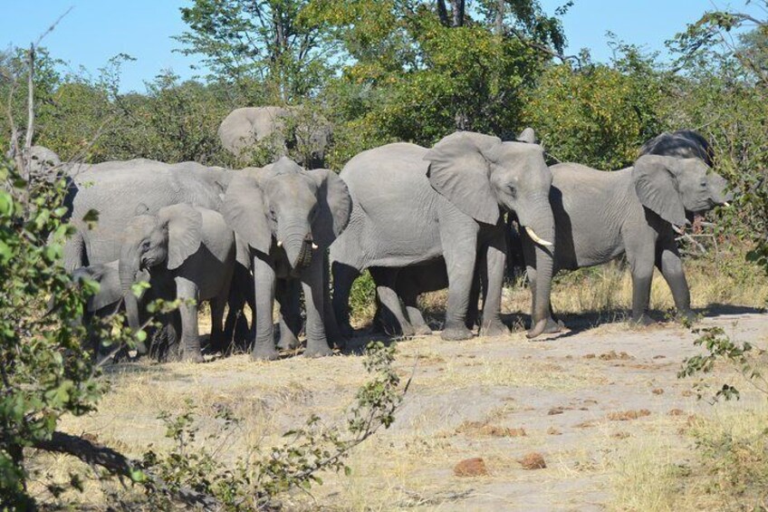 Moremi elephants