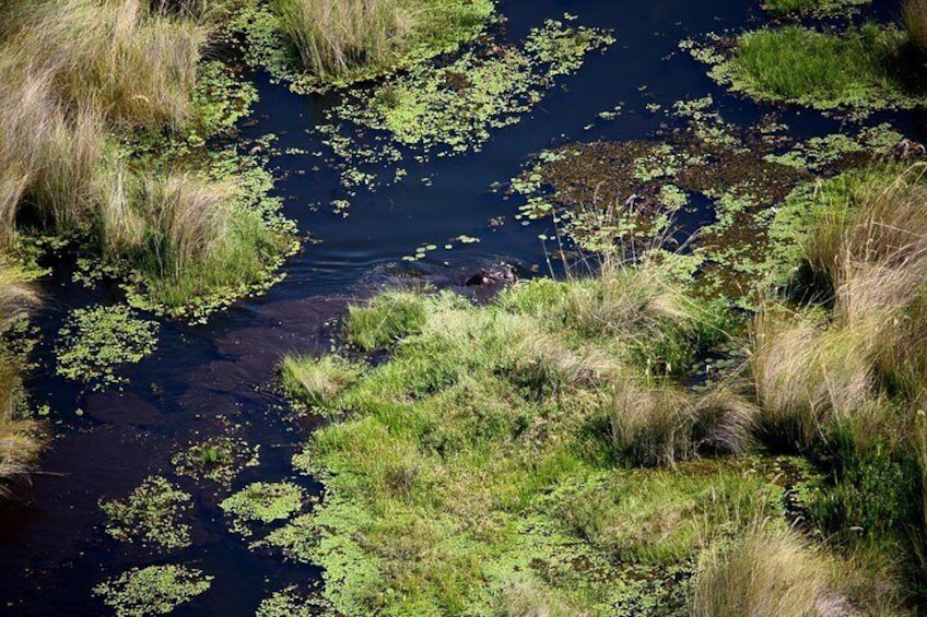 Okavango 